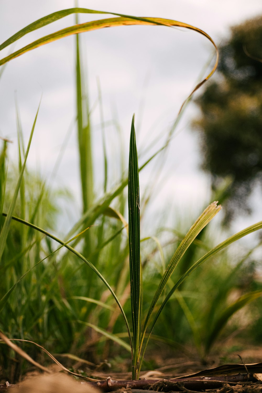 a close up of a grass plant with a sky in the background