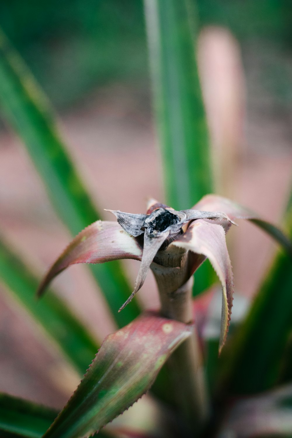 a close up of a flower on a plant