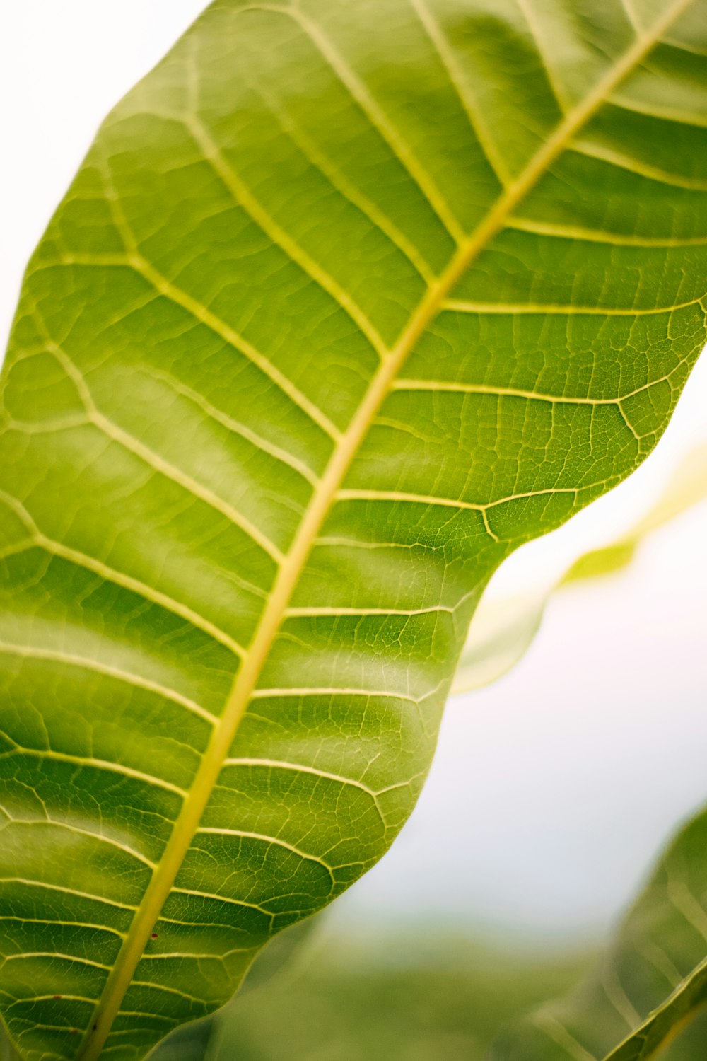 a close up of a large green leaf