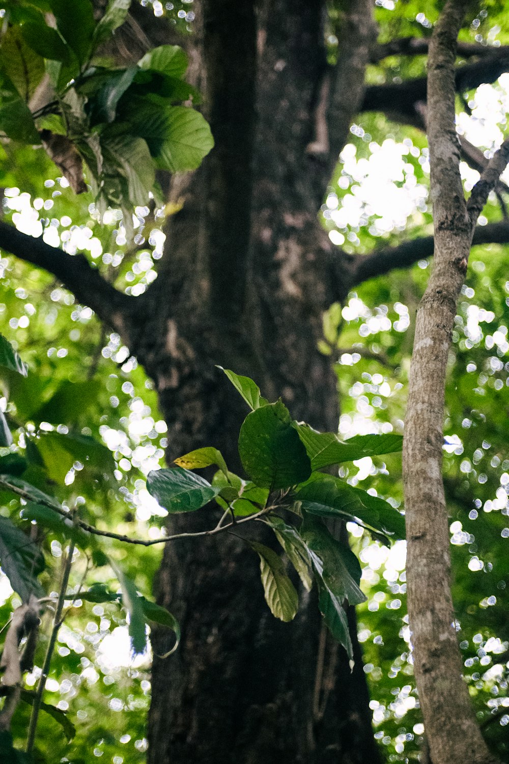 a green leafy tree in the middle of a forest