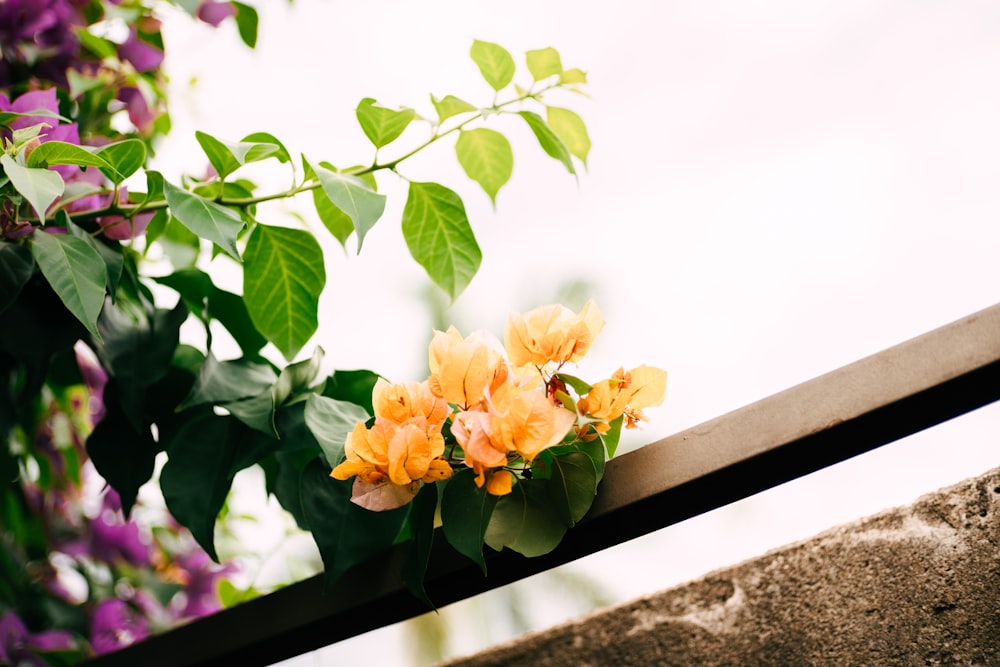 a bunch of flowers that are sitting on a ledge