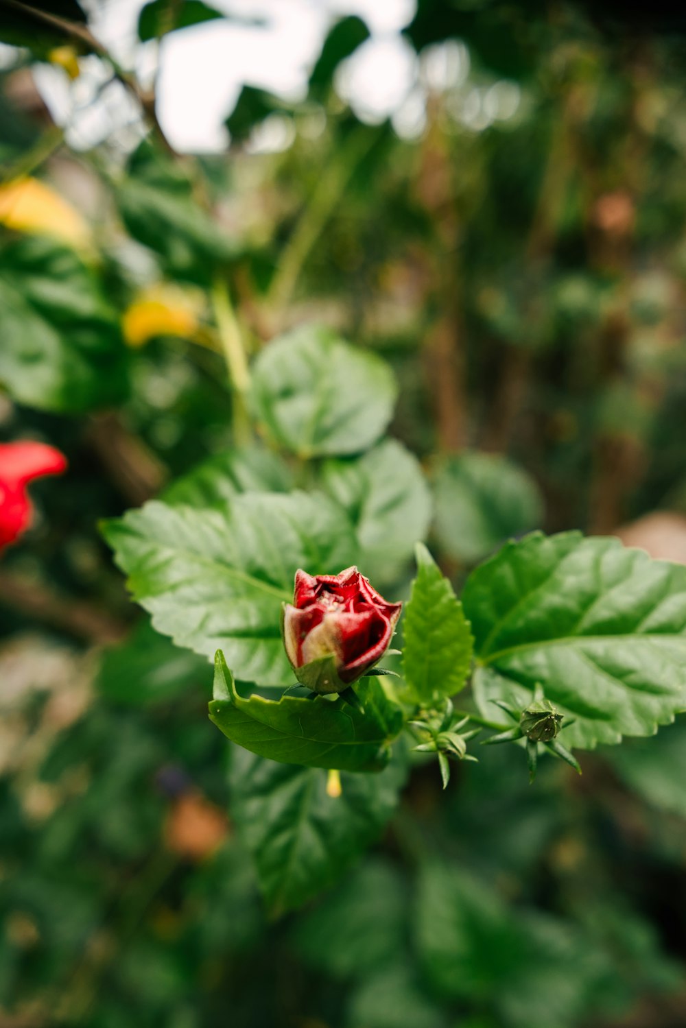 a red flower with green leaves in the foreground