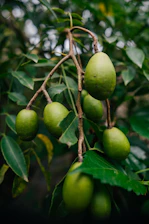 a tree filled with lots of green fruit