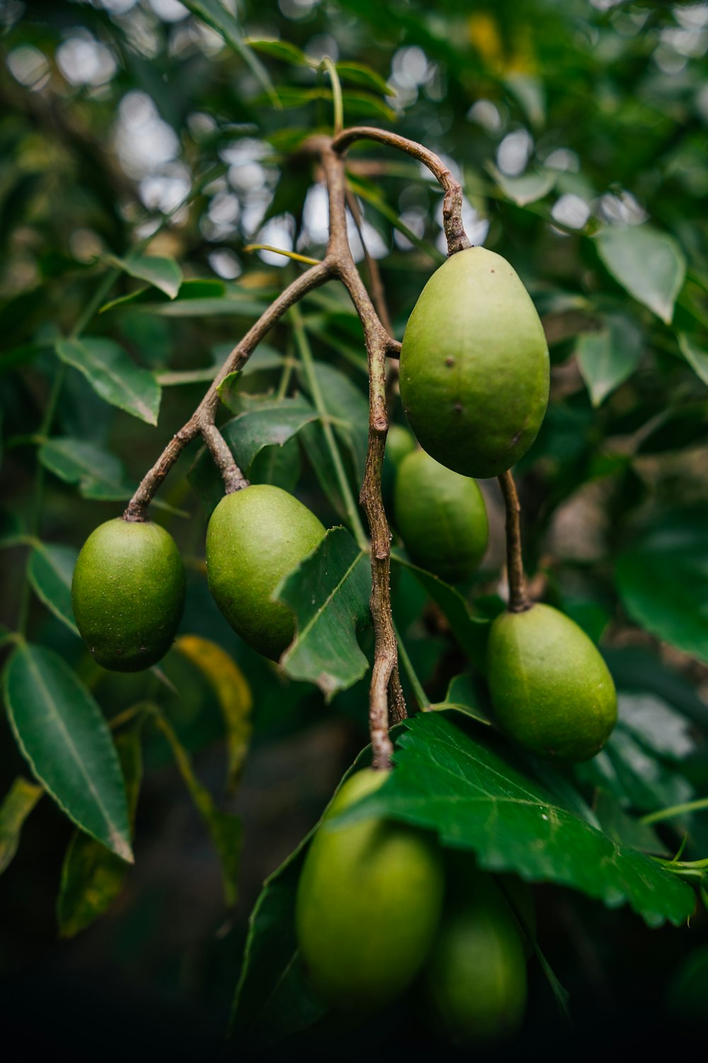 a tree filled with lots of green fruit