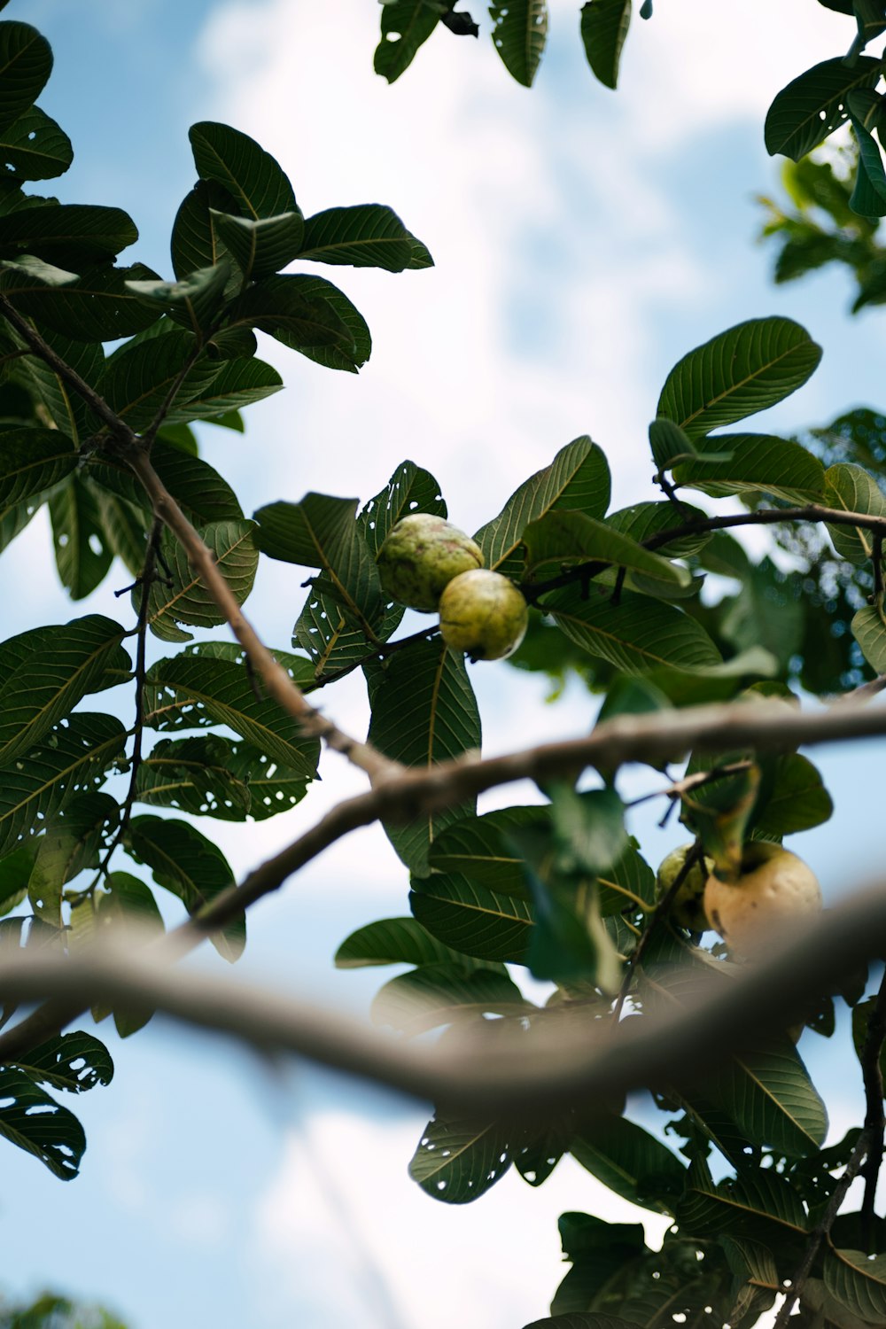 a fruit tree with a few fruits on it