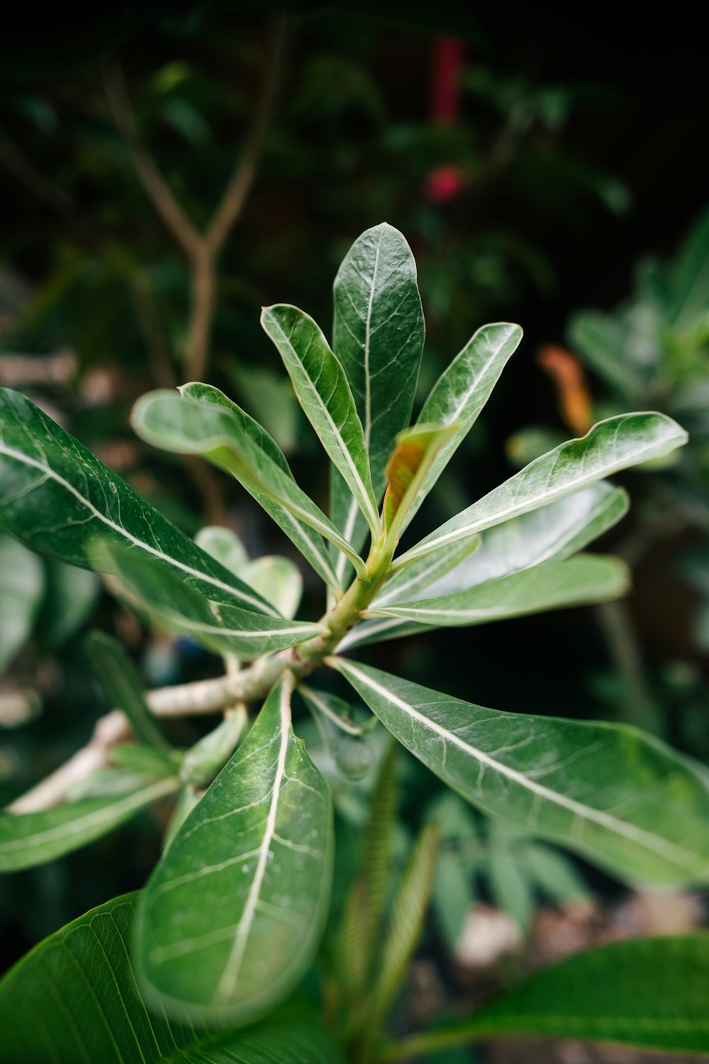 a close up of a green leafy plant