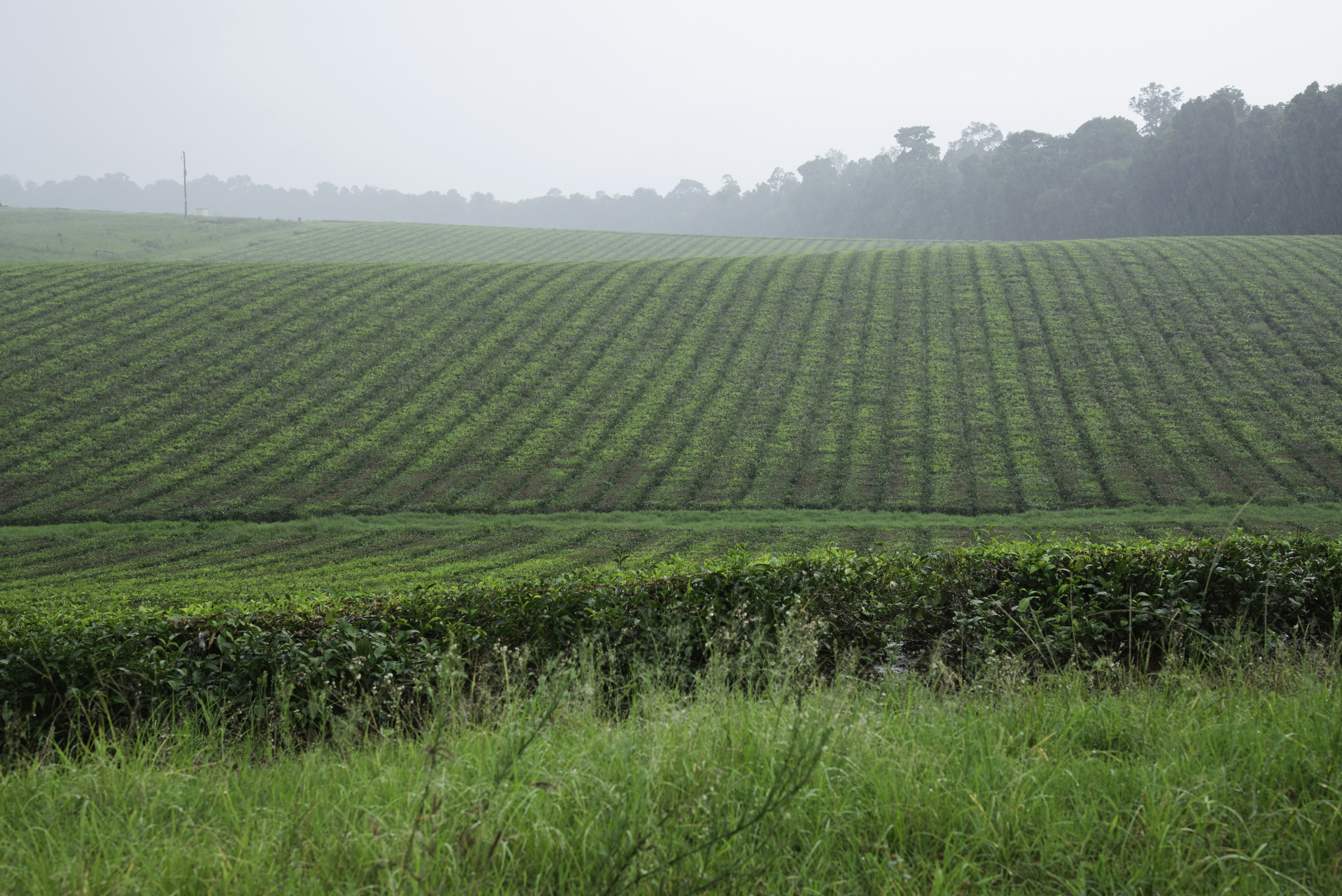 Rows of green crops stretch across a misty agricultural field
