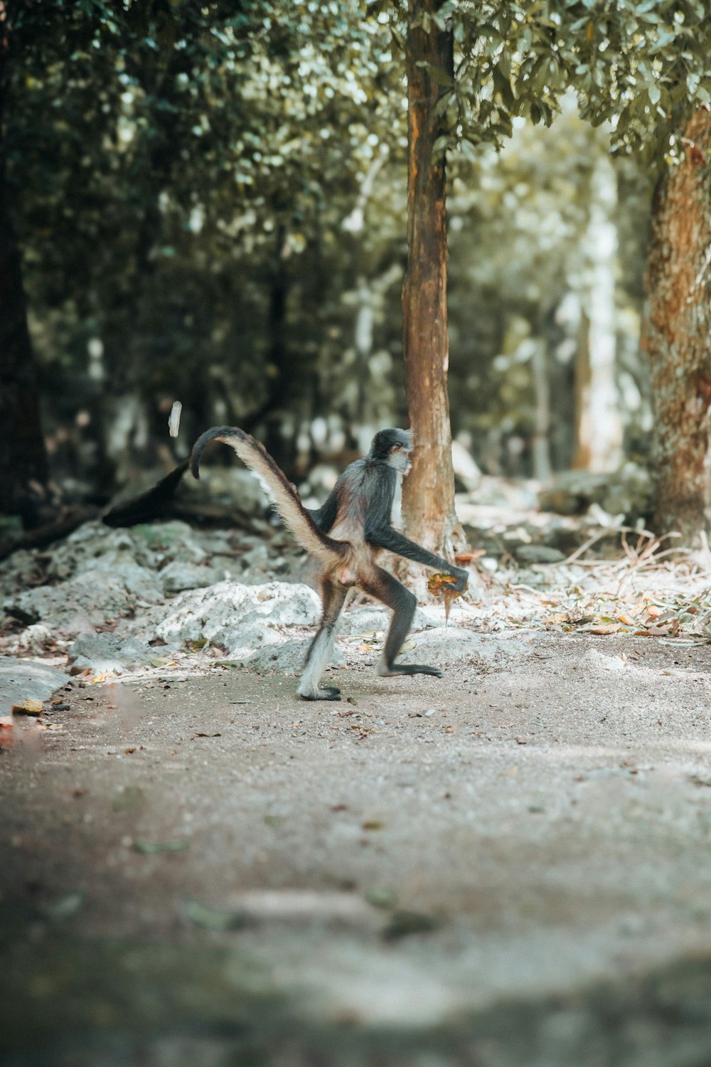 a monkey running through a forest with trees in the background