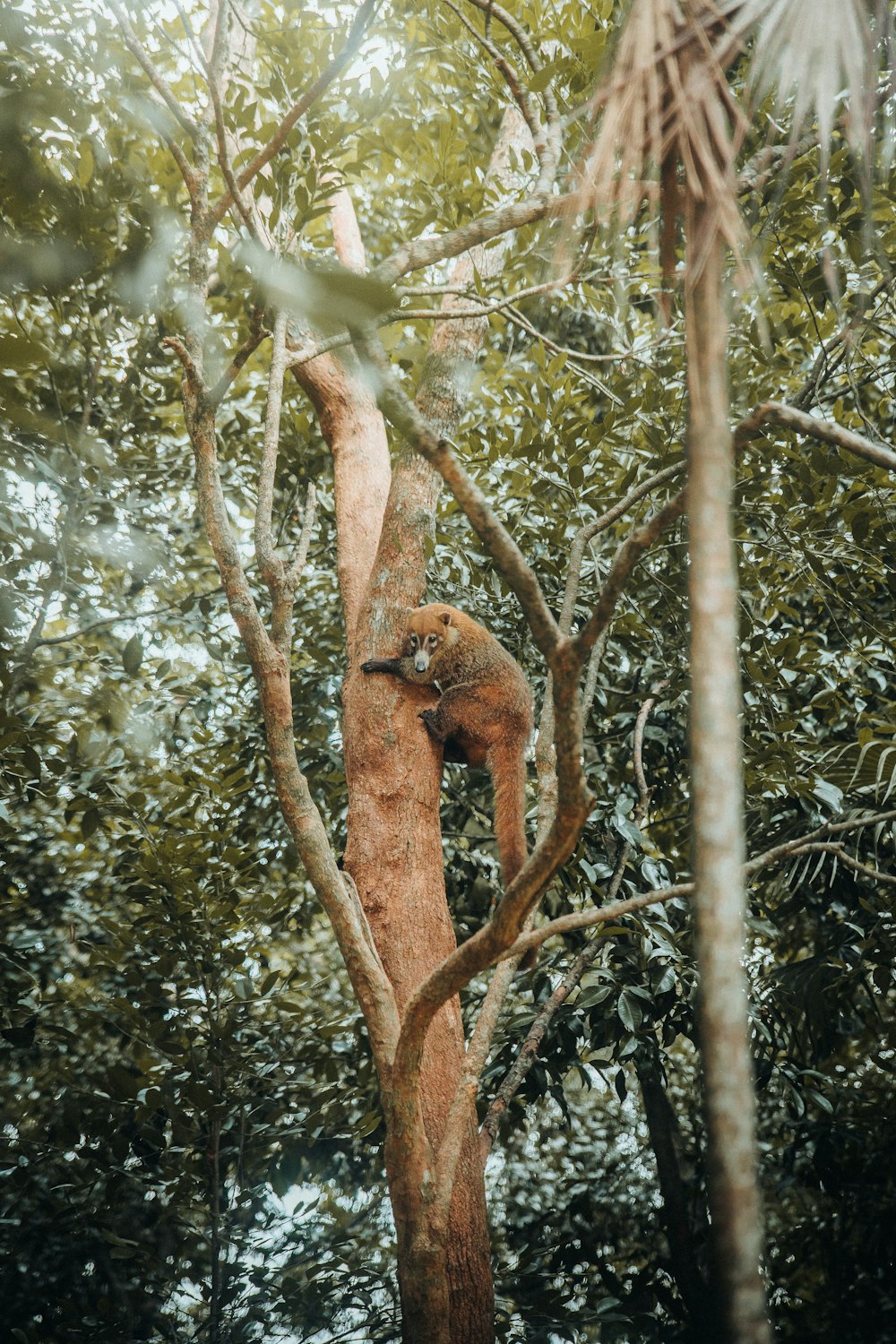 a monkey climbing up a tree in a forest