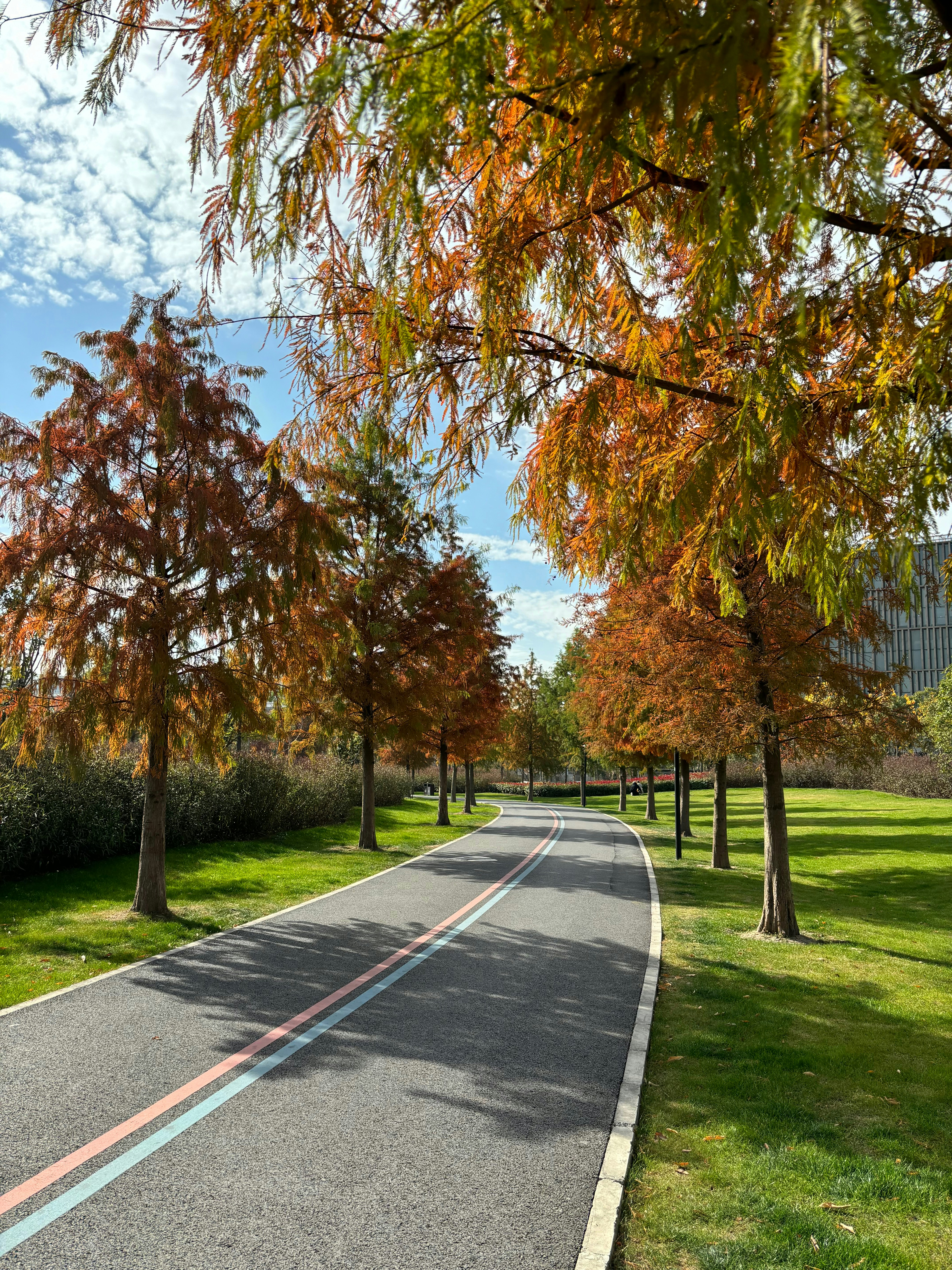 a paved road with trees lining both sides of it