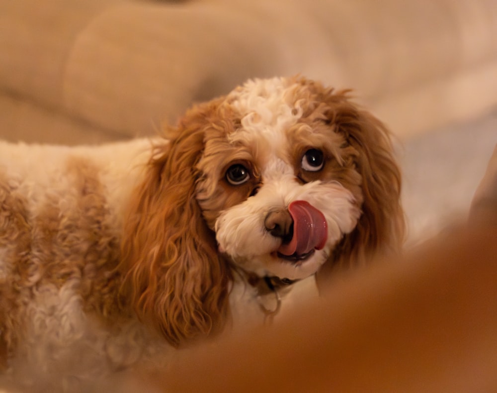 a brown and white dog sticking its tongue out