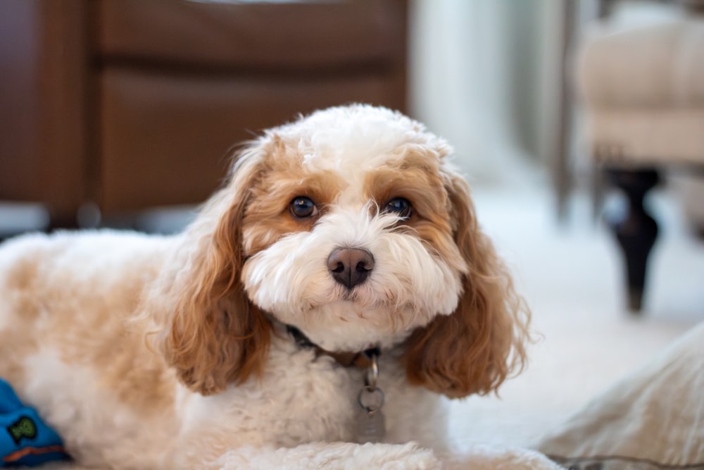 a white and brown dog laying on top of a bed