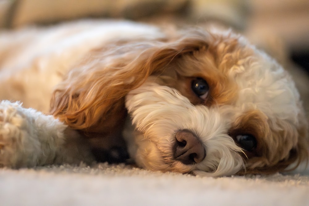 a close up of a dog laying on the ground