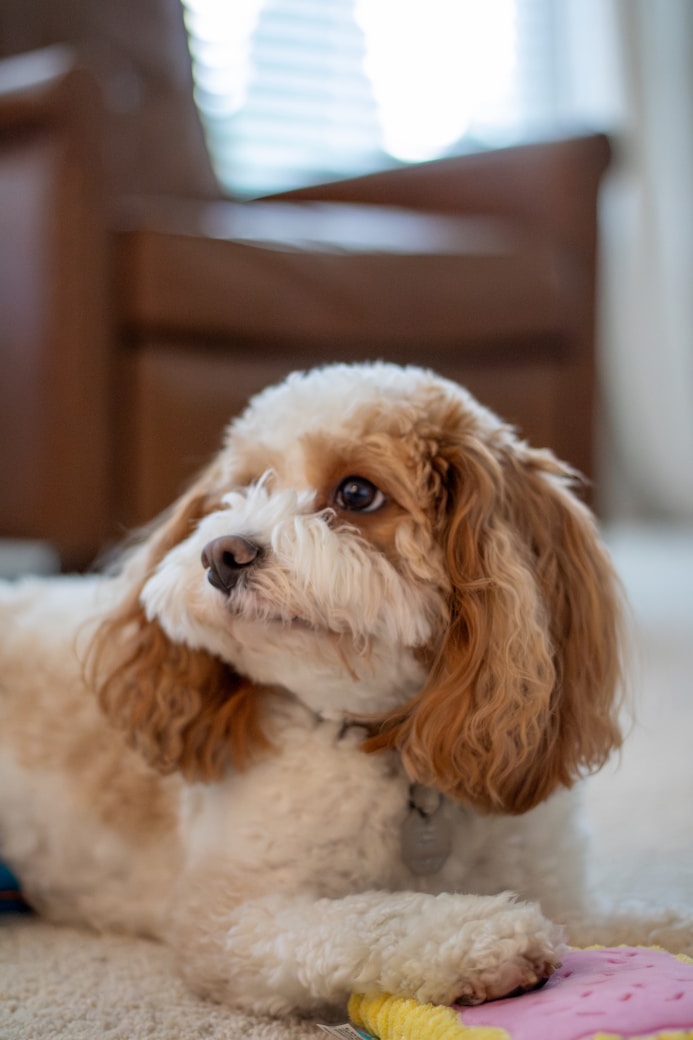 a brown and white dog laying on the floor