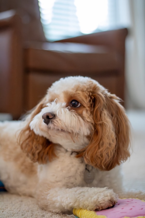 Cavapoo puppy at home