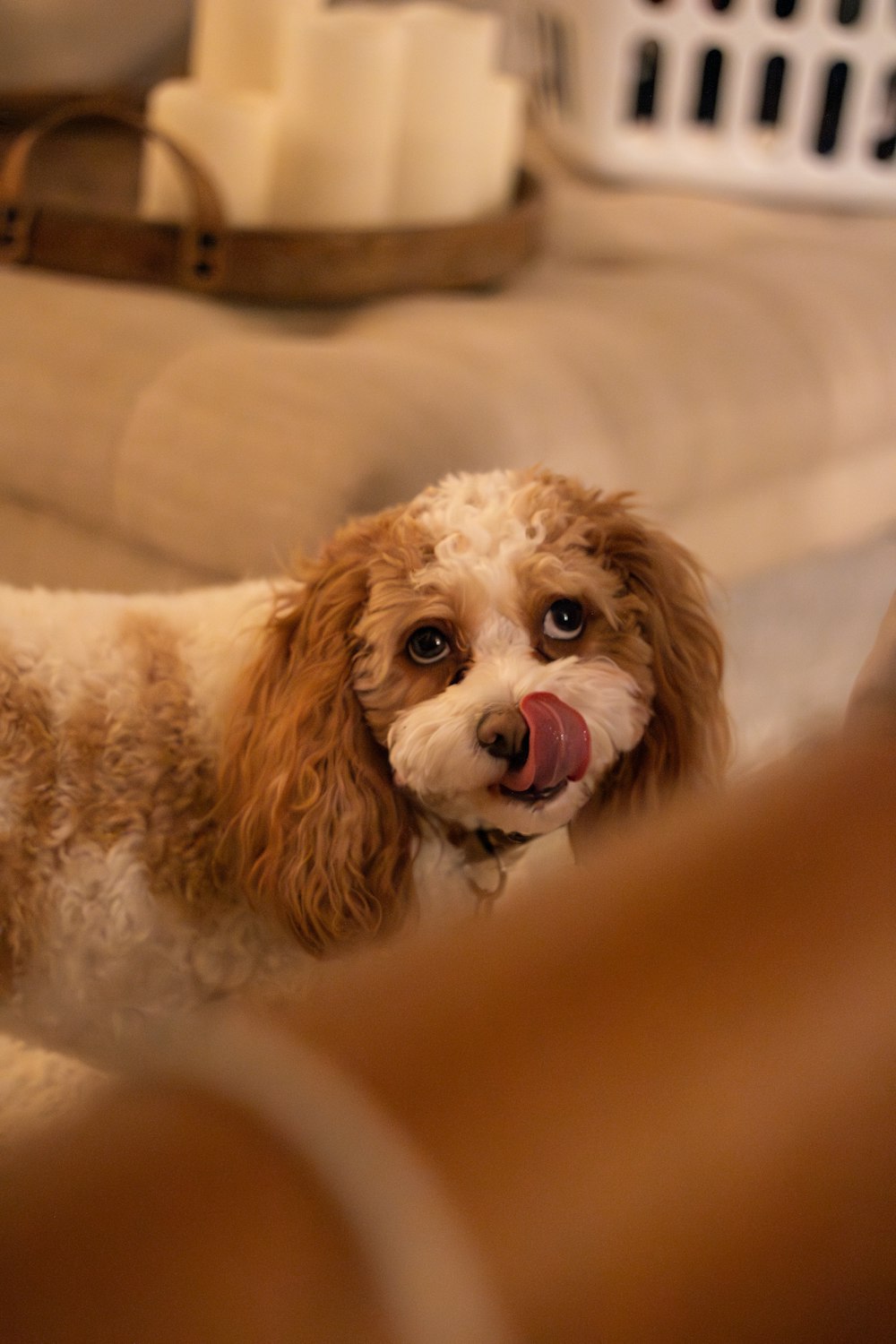 a brown and white dog sticking its tongue out