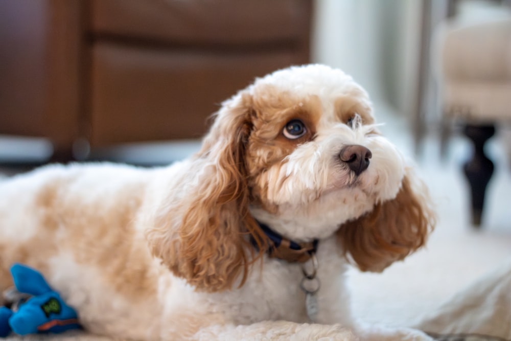 床に寝そべって見上げる犬