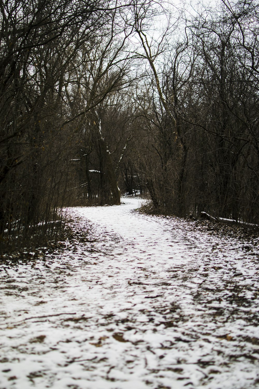 a snow covered path in a wooded area
