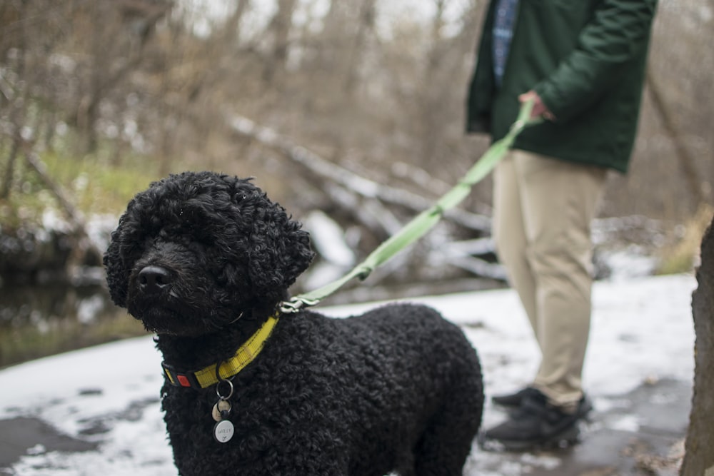 a black dog on a leash being walked by a man