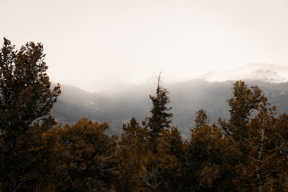 a forest filled with lots of trees covered in snow