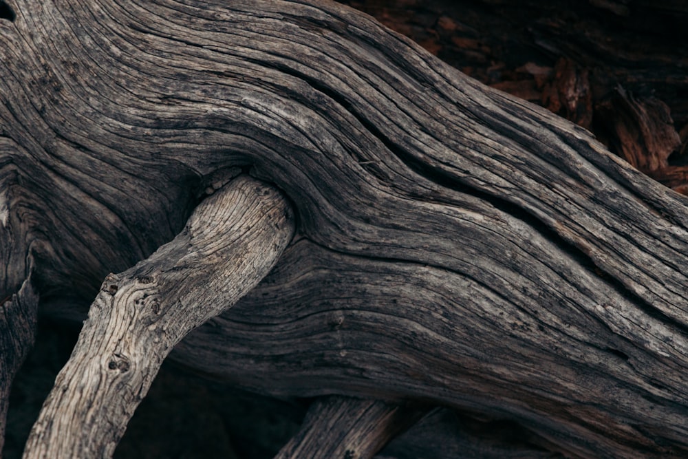 a close up view of a tree trunk