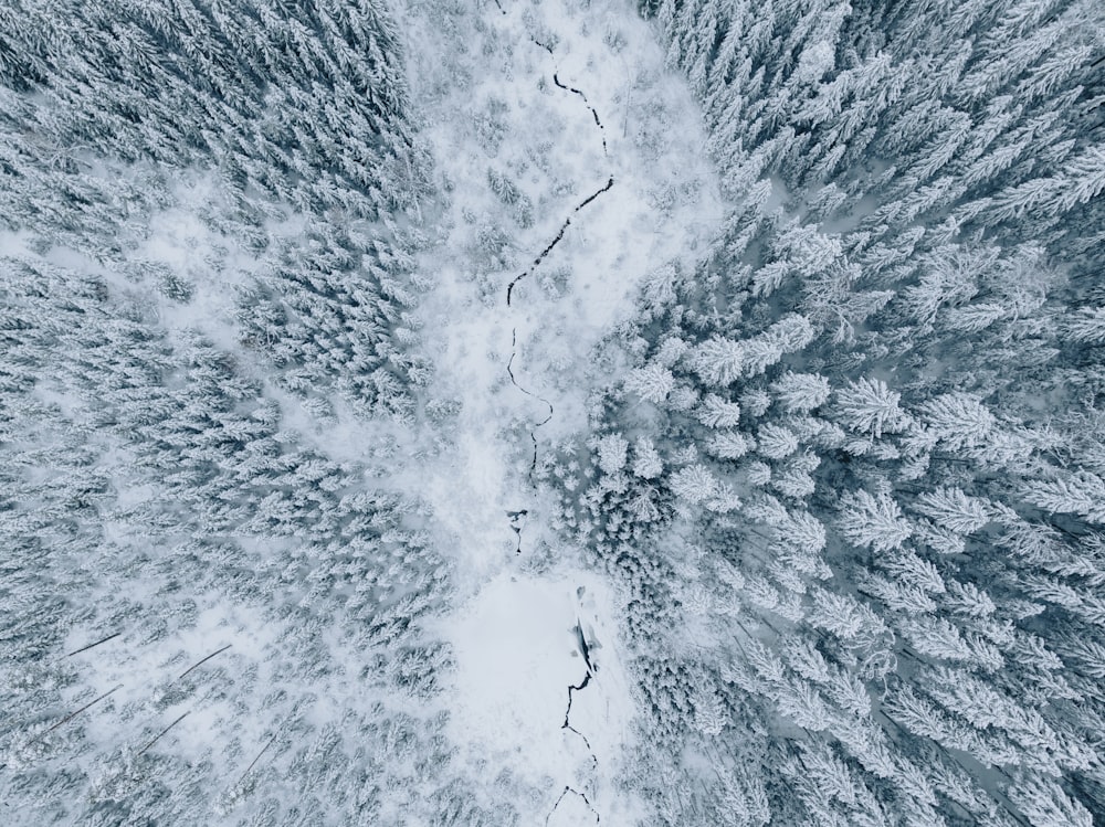 an aerial view of a snow covered forest