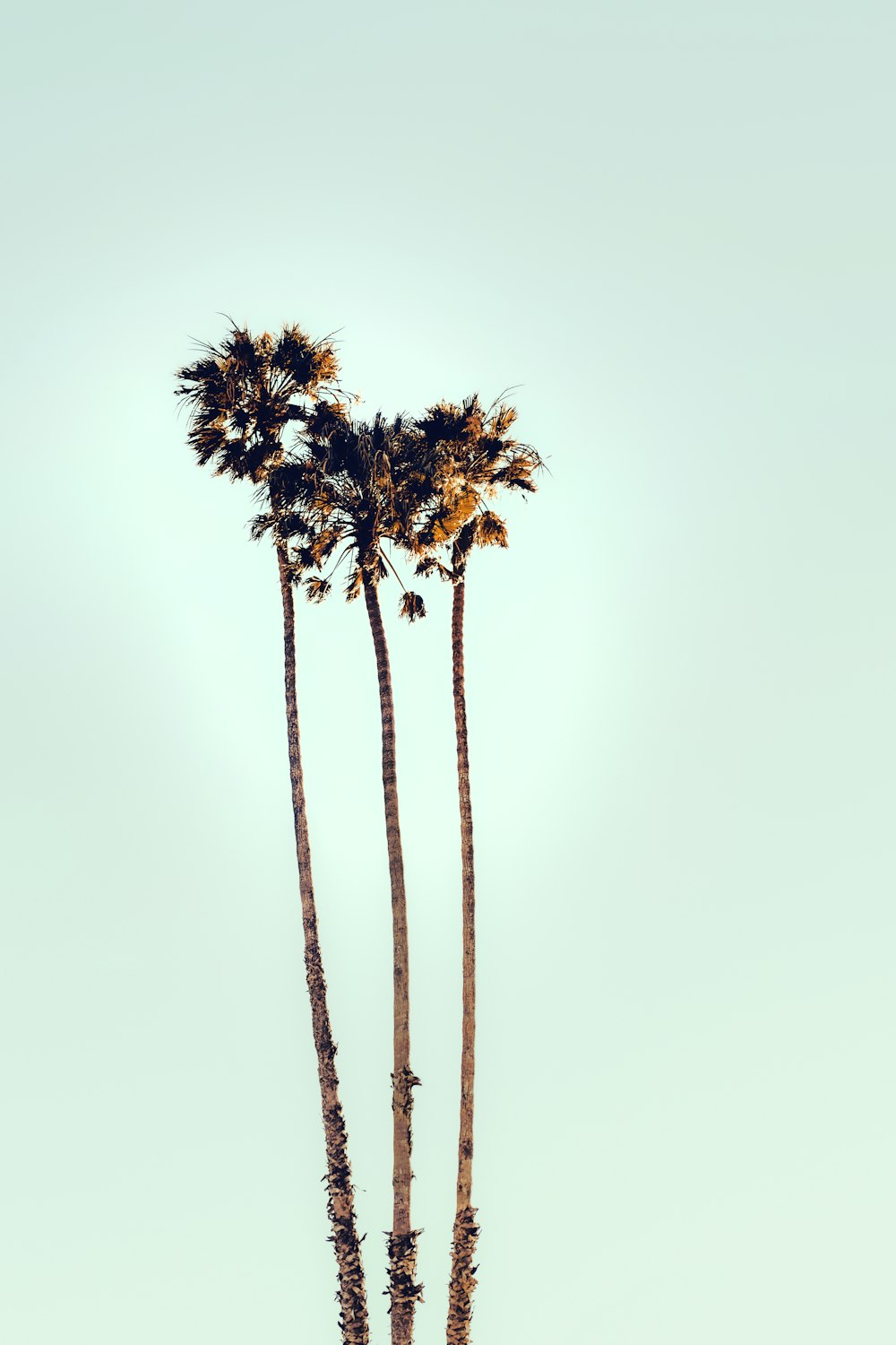 two tall palm trees standing next to each other