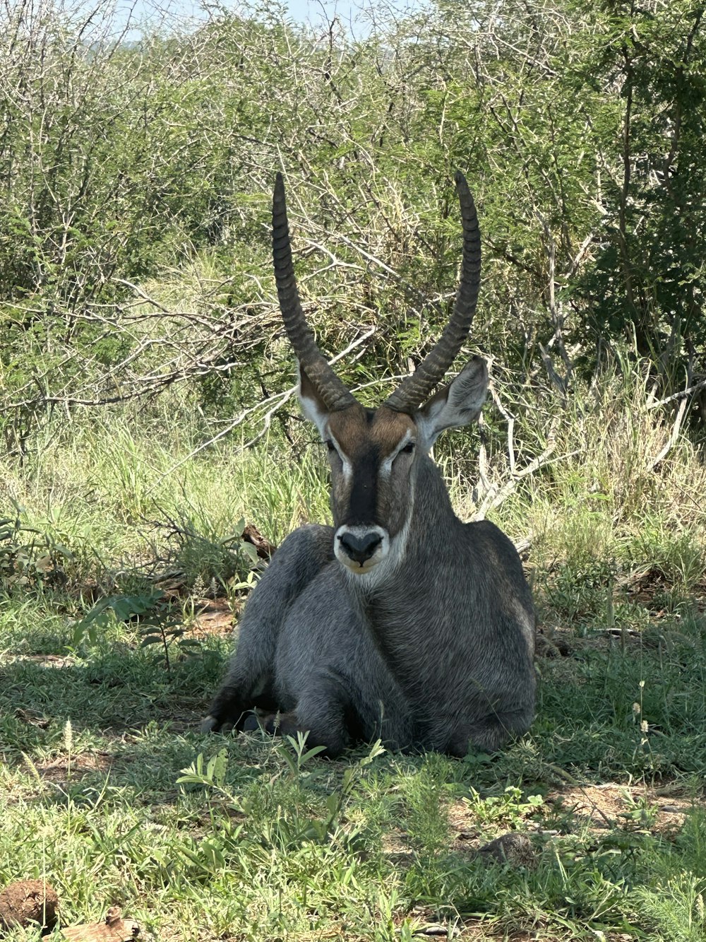 a couple of animals that are sitting in the grass