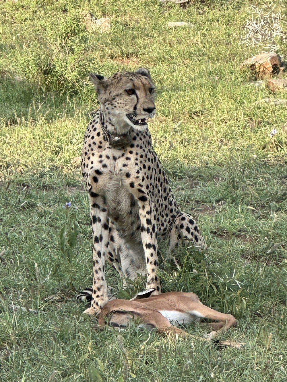 a cheetah and a gazelle sitting in the grass