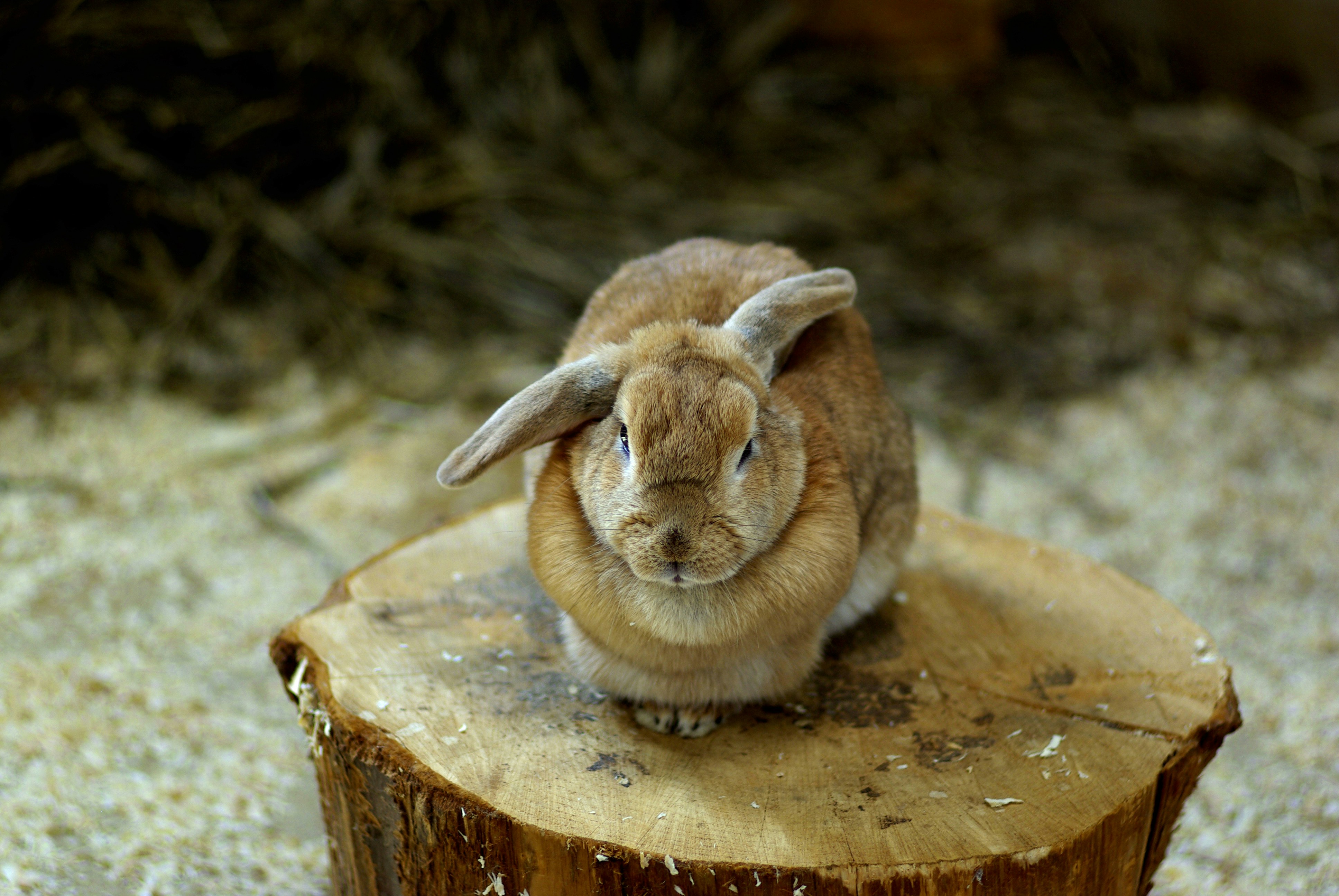 A rabbit sitting on top of a tree stump photo – Free Animal Image on ...