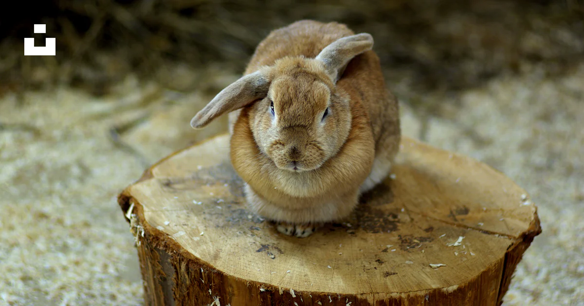 A rabbit sitting on top of a tree stump photo – Free Animal Image on ...