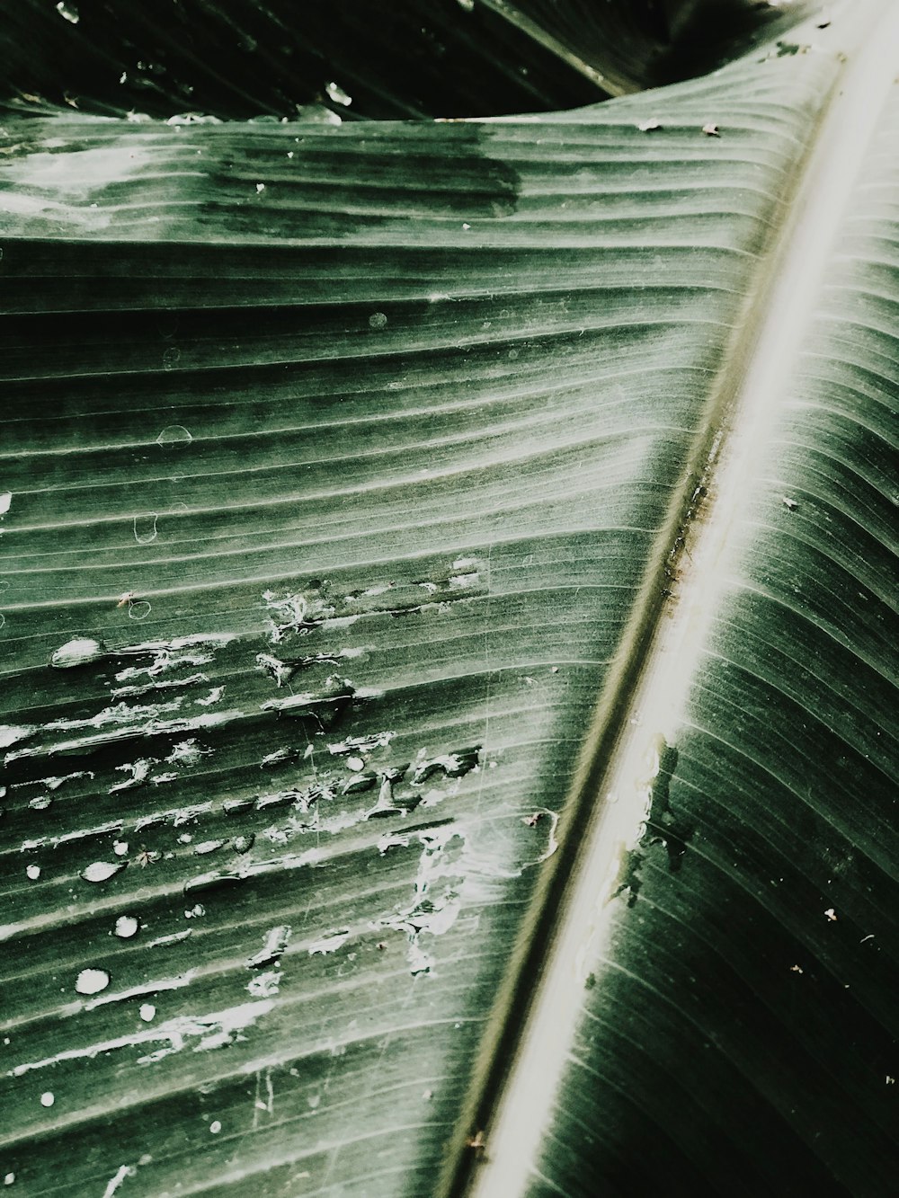 a close up of a banana leaf with drops of water on it