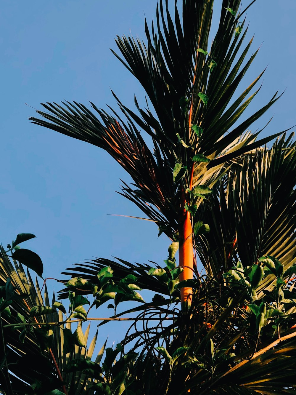 a tall palm tree with lots of green leaves