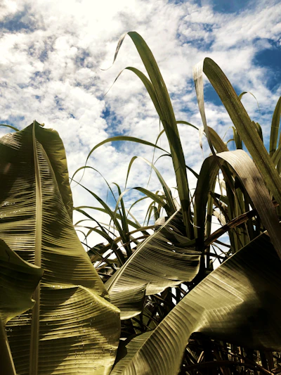 a view of the sky through the leaves of a plant
