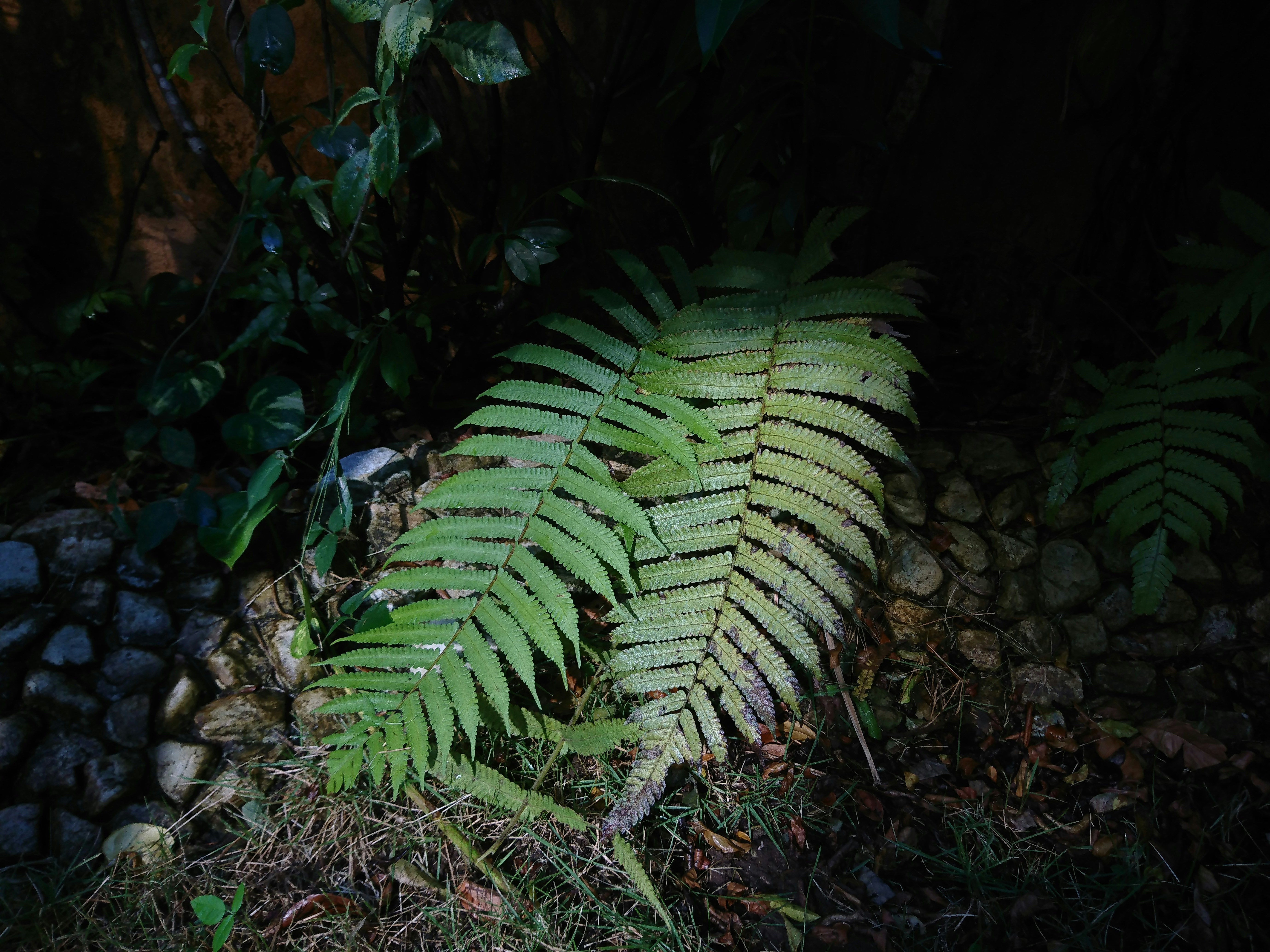 a green plant is growing on the ground