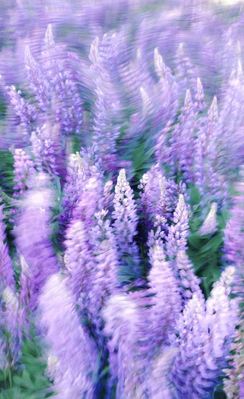 a blurry photo of purple flowers in a field