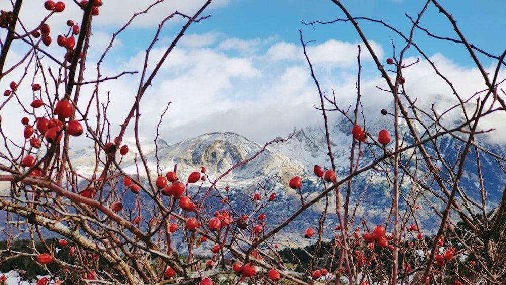 red berries on a tree with a mountain in the background