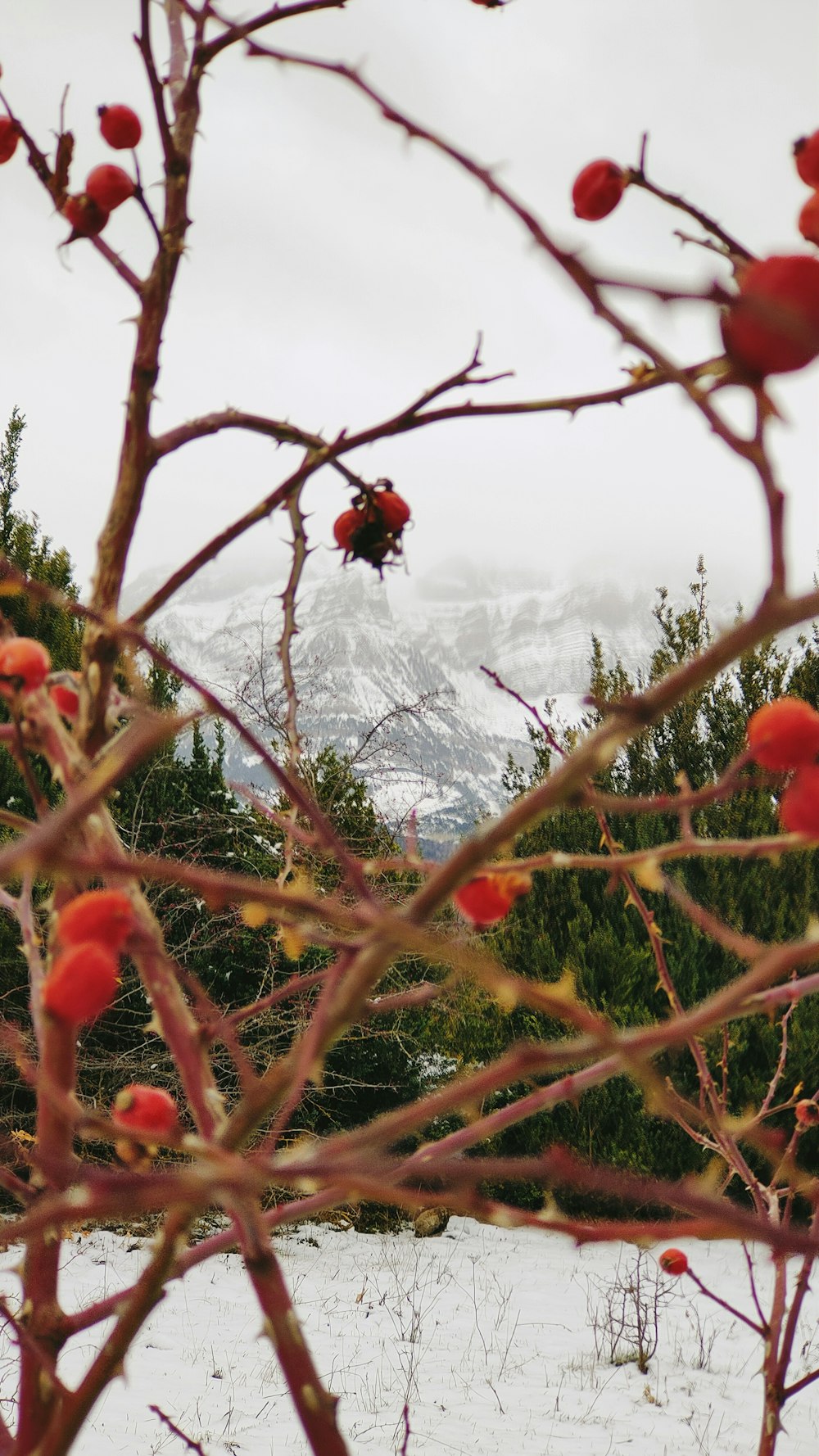 a tree with red berries in front of a snowy mountain