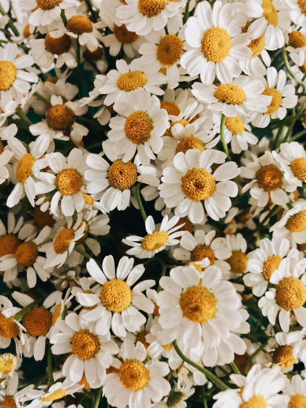 a bunch of white and yellow flowers with yellow centers