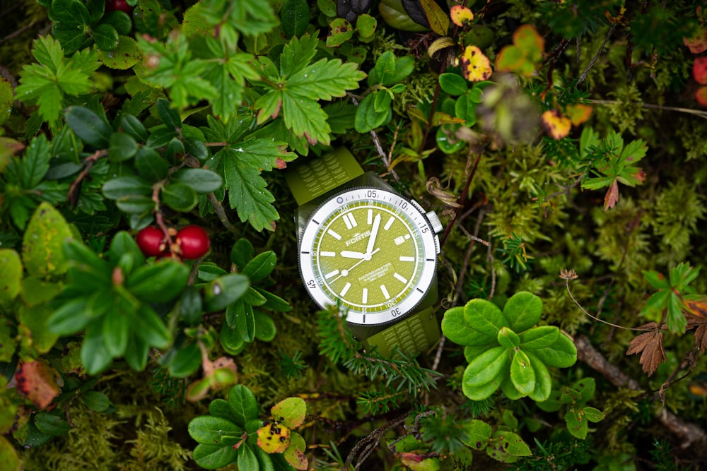 eine grün-weiße Uhr, umgeben von grünen Blättern