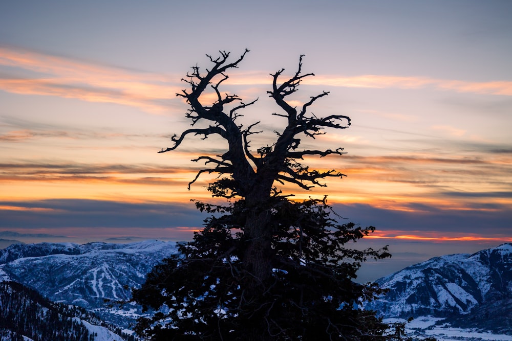 a lone tree in the middle of a snowy mountain