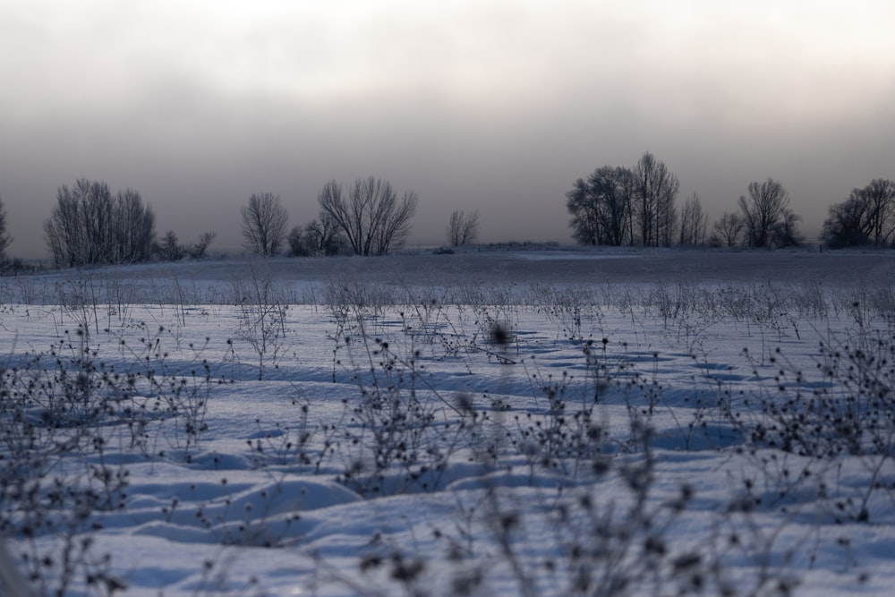 a snow covered field with trees in the background