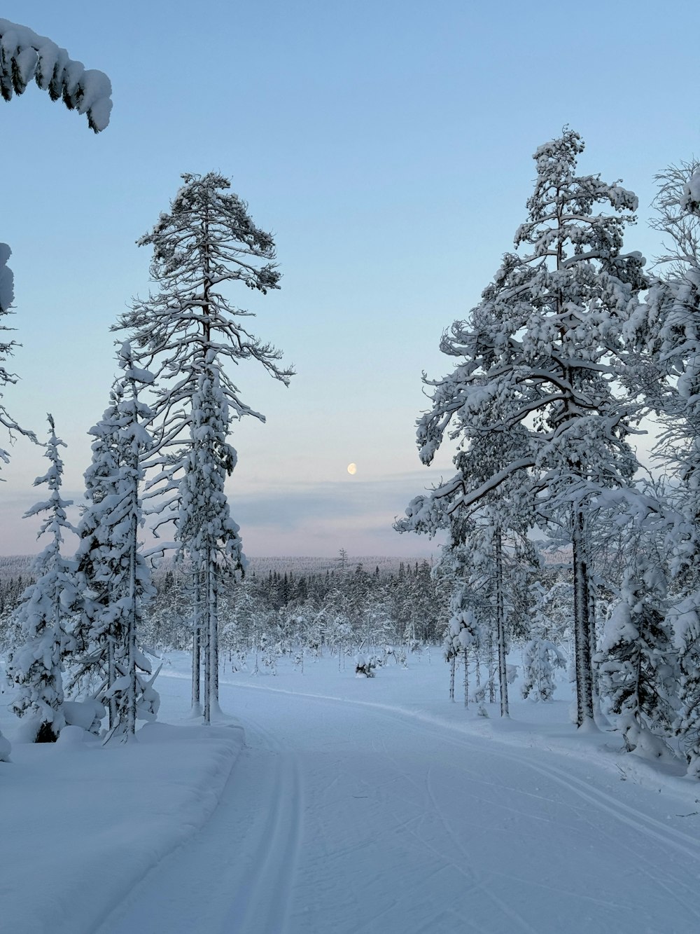 a snow covered road surrounded by tall trees