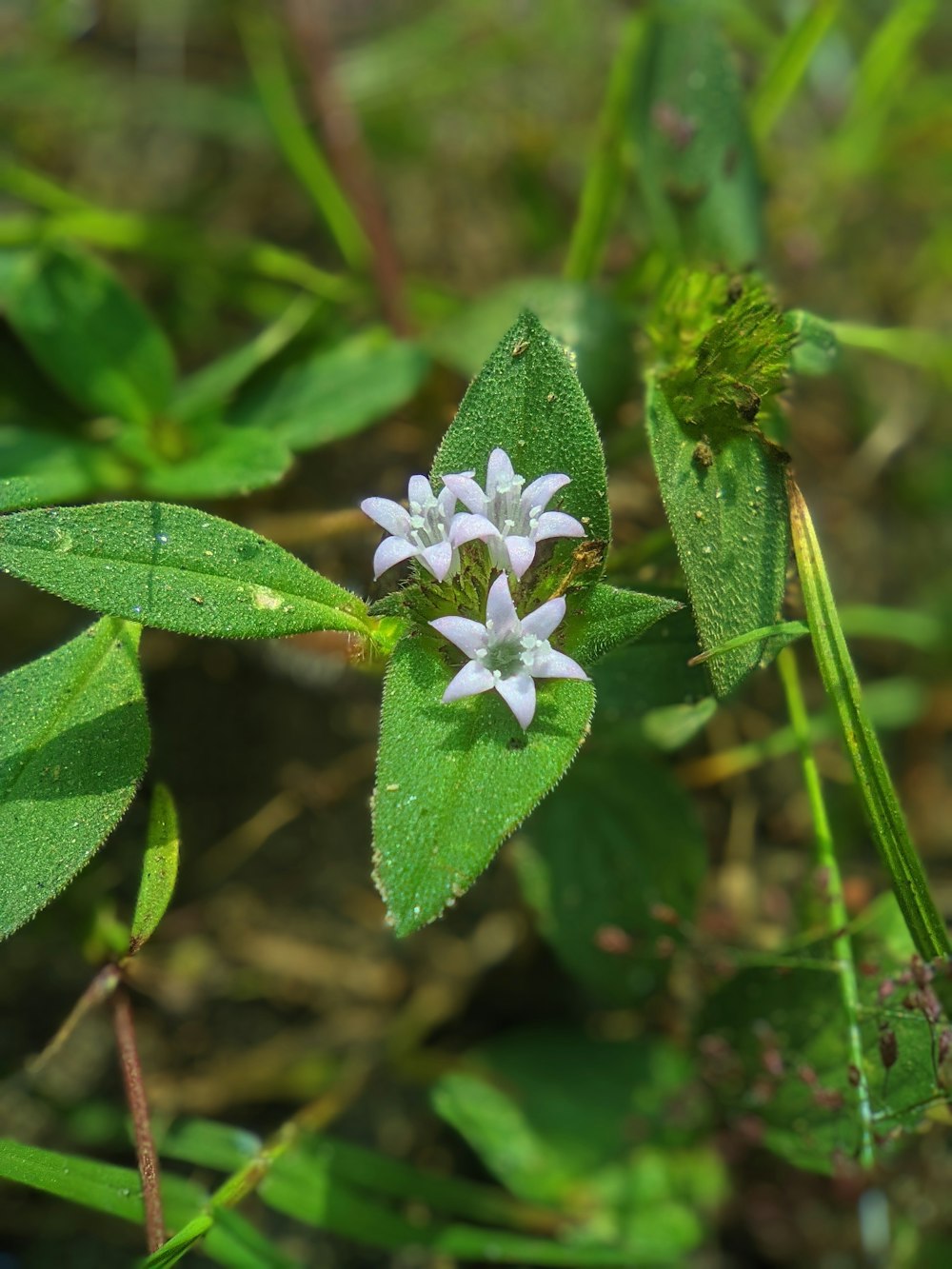 녹색 잎 위에 앉아있는 작은 흰색 꽃
