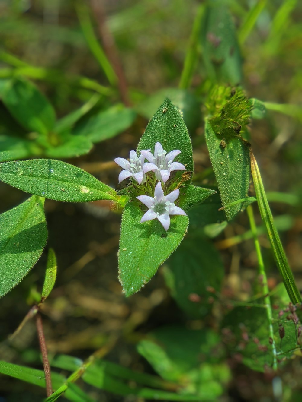 a small white flower sitting on top of a green leaf