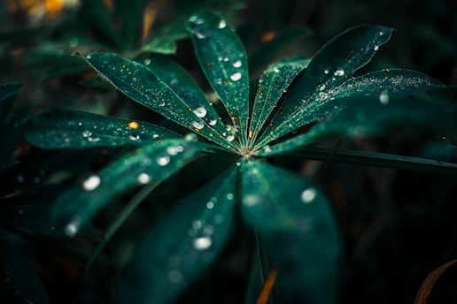 a green plant with water droplets on it