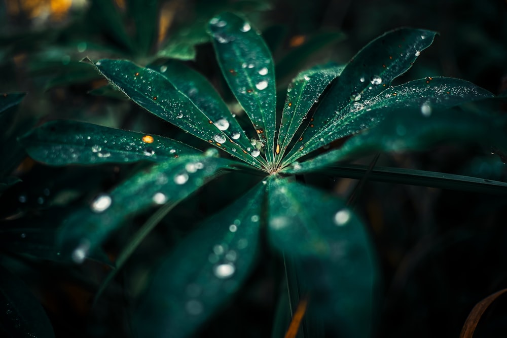 a green plant with water droplets on it