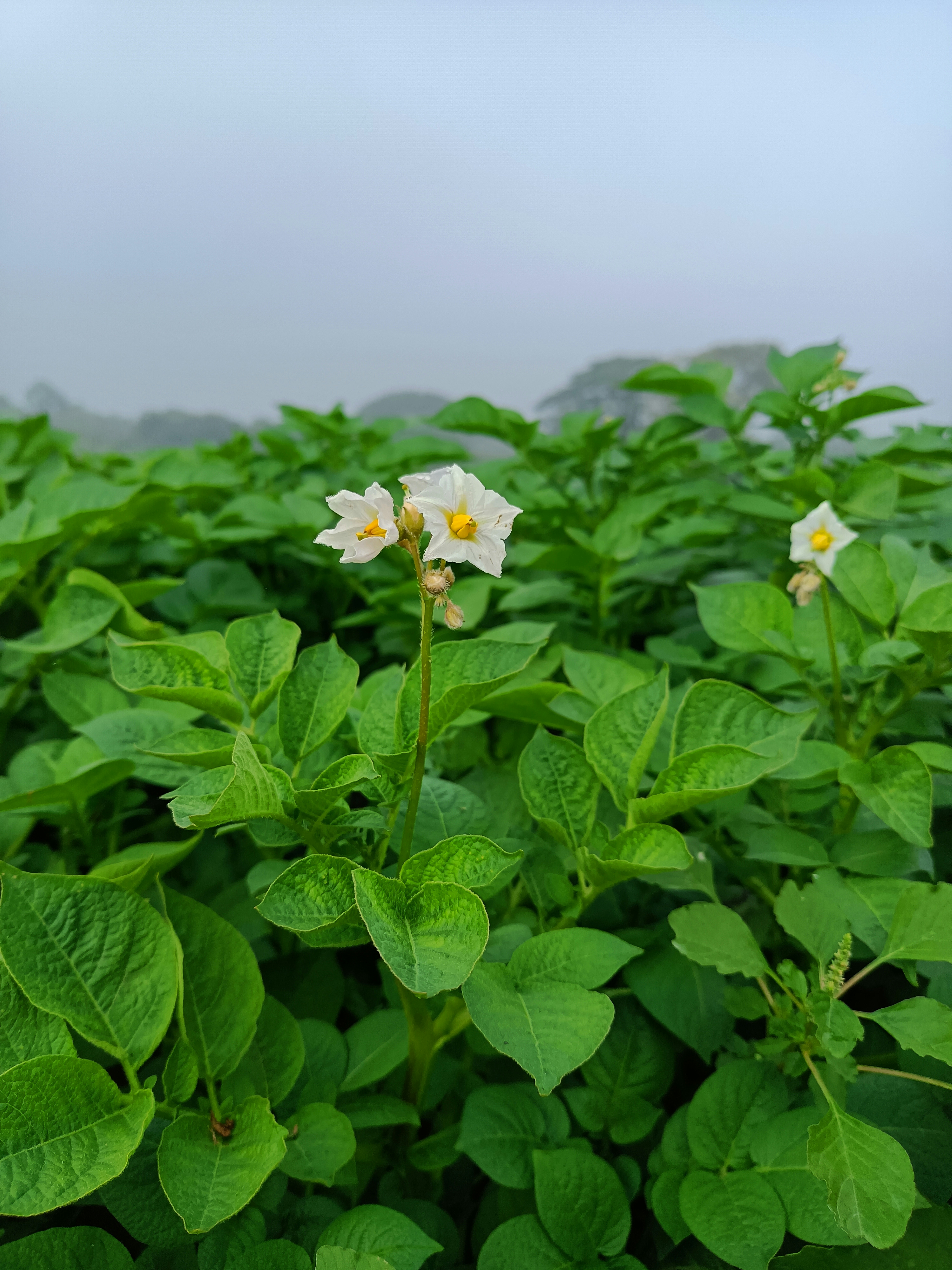 a field of green plants with white flowers