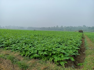a large field of green plants on a foggy day