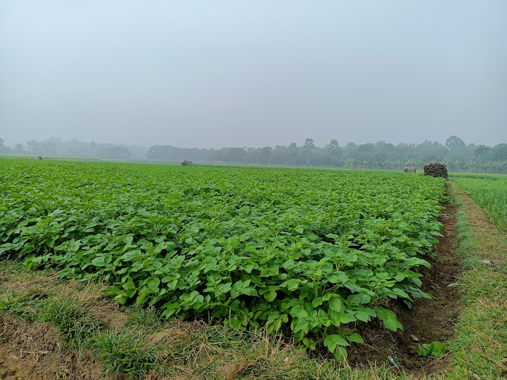 a large field of green plants on a foggy day